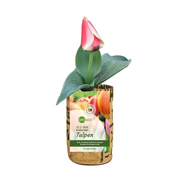 Zuchttopf mit 10 Tulpenzwiebeln